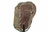 Fossil Ornithischian Dinosaur Vertebra with Metal Stand - Colorado #354327-3